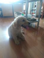 关节肘头与冠状骨斜骨折。经两个小时手术，将断骨联结