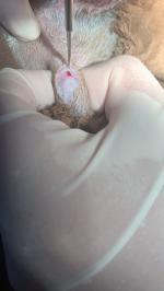 公犬隐睾摘除手术