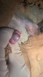 公犬隐睾摘除手术