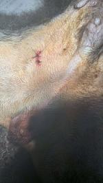 公犬隐睾摘除手术