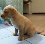 代买代卖宠物 请点击查看