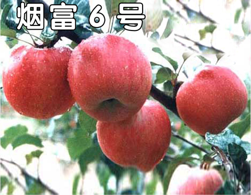 烟富6号