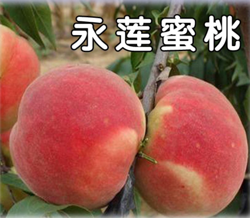 永莲蜜桃