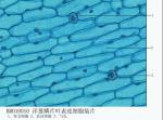 Onion epidemis cell w.m.