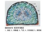 松针叶横切