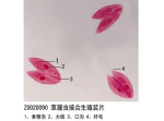 草履虫接口生殖装片