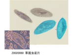 草履虫装片