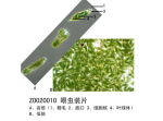 眼虫装片