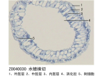 水螅横切