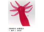 水螅装片