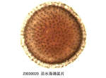 淡水海绵装片