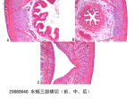 水蛭三部横切（前、中、后）