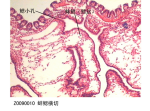 蚌鳃横切