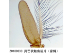 具芒状触角装片（家蝇）