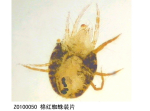 棉红**装片