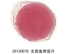 文昌鱼卵装片