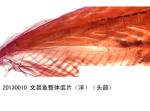 文昌鱼整体装片（洋）