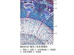椴木二年生茎横切