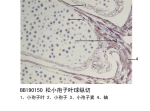 松小袍子叶球纵切