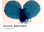 蕨原叶体装片