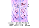 中原卷柏孢子叶球纵切