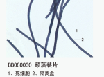 颤藻装片
