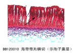 海带带片横切（示孢子囊层）