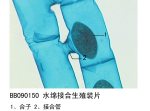 水绵接合生殖装片
