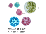 团藻装片