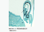 荠菜球形胚切片