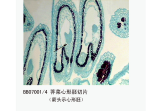 荠菜心形胚切片