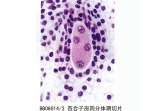 百含子房四分体期切片
