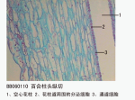 百合柱头纵切