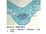 迎春叶横切