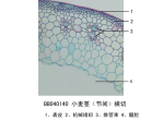 小麦茎