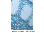 芦苇根横切（箭头示通气组织)