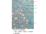 向日葵老根横切