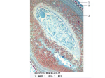 商麻种子纵切