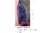 小麦种子切片