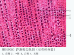 洋忽根尖纵切（示介丝**)