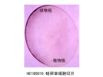 胚胎学部分