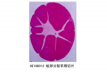 胚胎学部分