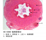 生殖系统