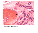 生殖系统