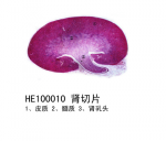 泌尿系统