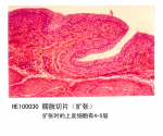 泌尿系统
