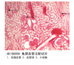 泌尿系统
