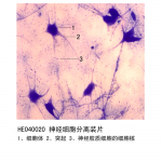 神经组织和系统