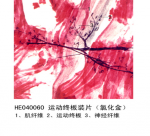 神经组织和系统