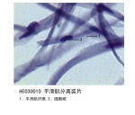 肌肉组织